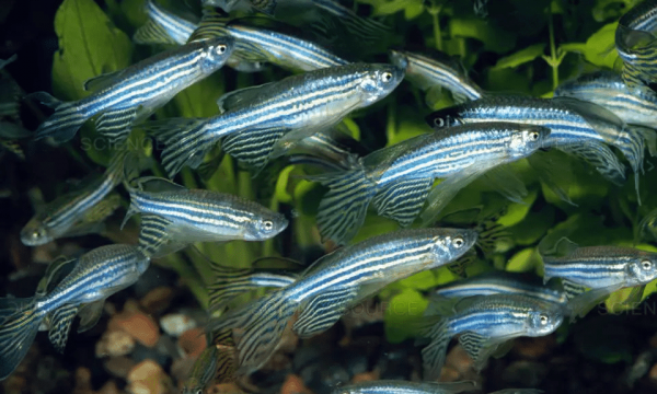 Corso Pratico su Zebrafish
